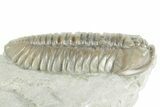 Prone Flexicalymene Trilobite - Mt Orab, Ohio #380317-1